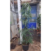 Фикус Биннендийка Али d45 см h240 см