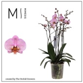 Фаленопсис 4 ствола Marvellous Pink Special 50+mimesis d17 см h70 см