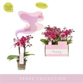 Фаленопсис 2 ствола Aromio Fruity (opti) d7 см h25 см