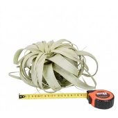 Тилландсия Xerographica X4 d20 см h20 см
