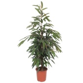 Фикус Биннендийка Амстел Кинг d27 см h150 см