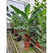 Банан Dwarf Cavendish d50 см h240 см