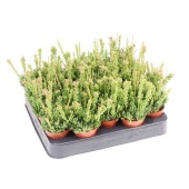 Рипсалис мезиамбрентеновый d5.5 см h10 см