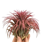 Тилландсия Ionantha Rood Xxxl d10 см h10 см