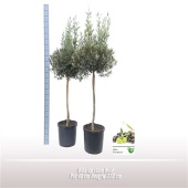 Олива европейская d40 см h220 см тип 2