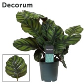 Калатея Фасциата (decorum) d12 см h35 см