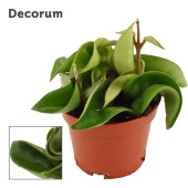 Хойя Carnosa Compacta Green (decorum) d6 см h2.5 см