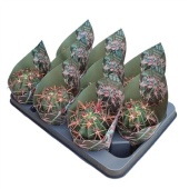 Ферокактус Latispinus d10.5 см h12.5 см