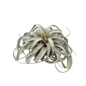 Тилландсия Xerographica Xl d35 см h30 см