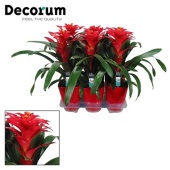Гузмания Optima Red Luxe Ceramic (decorum) d14 см h45 см