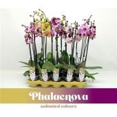 Фаленопсис 2 ствола Mix 16+ (phalaenova) d12 см h65 см тип 4