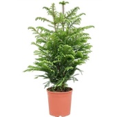 Араукария Heterophylla d23 см h100 см