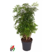 Полисциас Ming Branched d24 см h100 см
