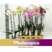 Фаленопсис 2 ствола Big Lip Mix 16+ (phalaenova) d12 см h65 см