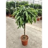 Фикус Биннендийка Амстел Кинг на штамбе d30 см h130 см