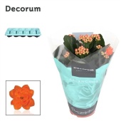 Каланхоэ Calandiva оранж (decorum) d10.5 см h23 см