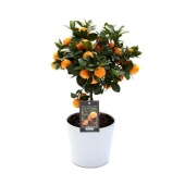 Цитрус Каламондин In Ceramic White Roma d16 см h45 см
