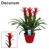 Гузмания Ostara Forma Red (decorum) d21 см h65 см