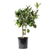 Цитрус Green Lime d22 см h85 см