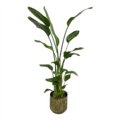 Стрелиция Николай 4 ствола In Pot Lian Copper Green d28 см h160 см
