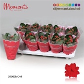 Каланхоэ Calandiva Moments красный d10.5 см h23 см