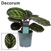 Калатея Розео Пикта (decorum) d12 см h35 см