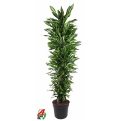 Драцена Чинто бранч d40 см h230 см