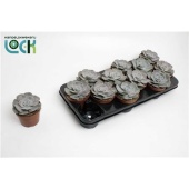 Эхеверия Runyonii d10.5 см h10 см