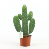 Опунция Rubescens Consolea d12 см h35 см