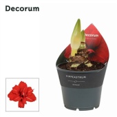 Гиппеаструм Red d14 см h25 см тип 2