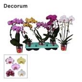 Фаленопсис 2 ствола Shapes Mix Decorum 16+ (bernhard) d12 см h50 см