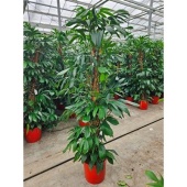 Филодендрон Orange d34 см h220 см