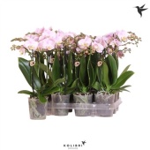 Фаленопсис Kolibri Pink 3st d9 см h40 см тип 1