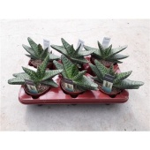 Гастерия Brachyphylla d10.5 см h17.5 см