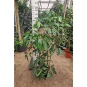 Шеффлера Амате d30 см h210 см