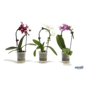 Фаленопсис Mini 1st Tiny Dolls Cascade Mix 7+ (van Geel) d6 см h17.5 см