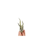 Тилландсия Caput Medusa Bonsai d3 см h7 см
