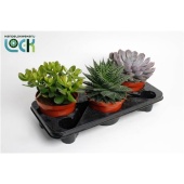 Суккуленты микс d17 см h30 см