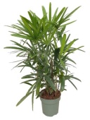 Рапис Excelsa d24 см h80 см
