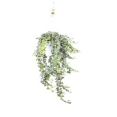 Хедера хеликс White Wonder d24 см h100 см