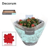 Каланхоэ Calandiva красный (decorum) d23 см h28 см