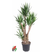 Юкка Branched Arms d40 см 180 см