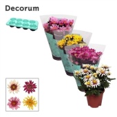 Хризантема Анемона микс (decorum) d13 см h25 см