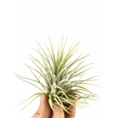 Тилландсия Ionantha Groen d5 см h5 см