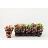 Каланхоэ Calandiva микс d10.5 см h23 см тип 4