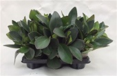 Пеперомия Clusiifolia d12 см h35 см