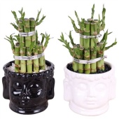 Лаки Бамбук "Round 2 Big Buddha head Pot" d11 см h15 см