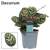 Калатея Макояна d12 см h35 см (decorum)
