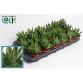 Алоэ коротколистное Бревифолия d8.5 см h15 см
