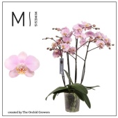 Фаленопсис 4 ствола Marvellous Light Pink 50+ (the Orchid Gro d17 см h70 см